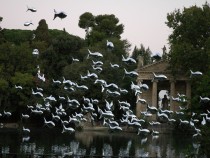 BANC DE SARDINES / SHOAL OF SARDINE