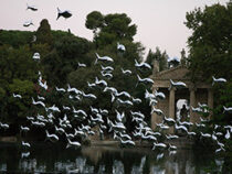 BANC DE SARDINES / SHOAL OF SARDINE